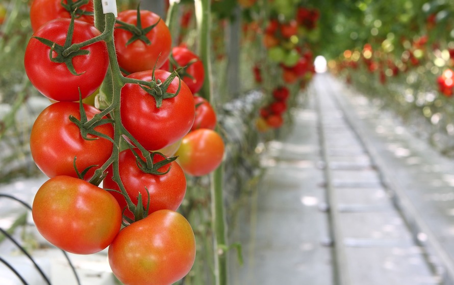 органічне добриво для помідор