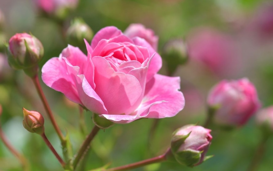 органічне добриво для троянд